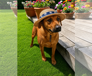 Black Mouth Cur-Unknown Mix Dogs for adoption in McKinney, TX, USA