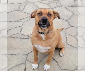 Boxer-Unknown Mix Dogs for adoption in San Diego, CA, USA