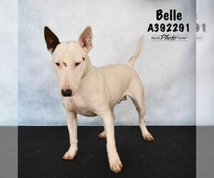 Bull Terrier Dogs for adoption in Conroe, TX, USA
