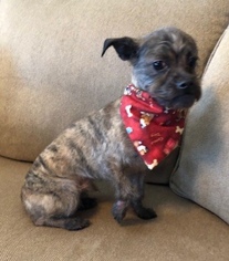 Medium Photo #1 Cairn Terrier-Unknown Mix Puppy For Sale in Euless, TX, USA