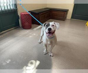 American Pit Bull Terrier Dogs for adoption in Pasadena, CA, USA
