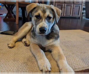 Labrenees Dogs for adoption in Blairsville, GA, USA