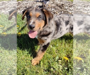 Australian Shepherd-Unknown Mix Dogs for adoption in St. Louis Park, MN, USA