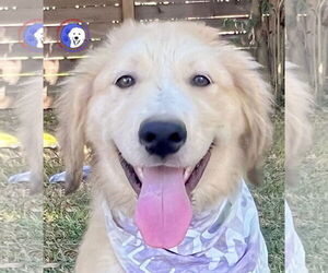 Great Pyrenees Dogs for adoption in Spring, TX, USA