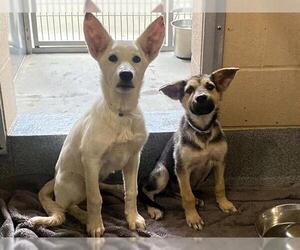 German Shepherd Dog Dogs for adoption in Orange, CA, USA
