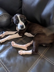 Lab-Pointer Dogs for adoption in greer, SC, USA