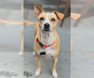 Chihuahua-Unknown Mix Dogs for adoption in Cranston, RI, USA