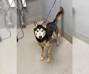 Siberian Husky-Unknown Mix Dogs for adoption in Las Vegas, NV, USA