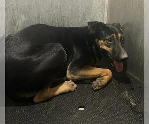 Doberman Pinscher-Unknown Mix Dogs for adoption in San Antonio, TX, USA