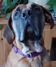 Mastiff Dogs for adoption in Hillsboro, NH, USA