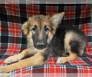 German Shepherd Dog-Unknown Mix Dogs for adoption in HESPERIA, CA, USA