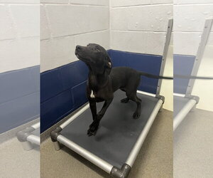 Labrador Retriever-Unknown Mix Dogs for adoption in Sterling, MA, USA