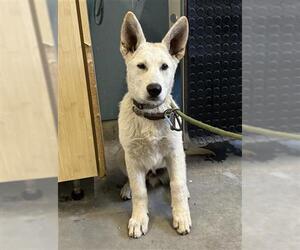 German Shepherd Dog-Siberian Husky Mix Dogs for adoption in Camarillo, CA, USA