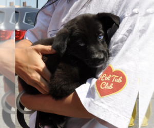 Mutt Dogs for adoption in Brooklyn, NY, USA