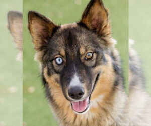 Aussie Siberian Dogs for adoption in Canton, CT, USA