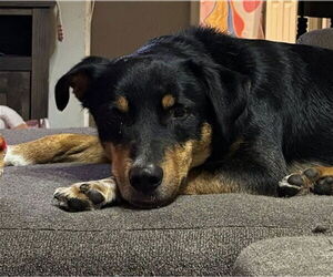 Rottweiler-Unknown Mix Dogs for adoption in Louisville, KY, USA