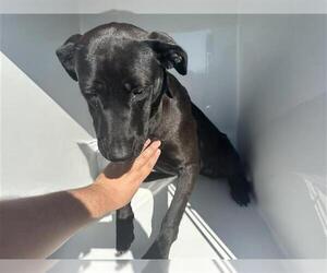 Labrador Retriever-Unknown Mix Dogs for adoption in Houston, TX, USA