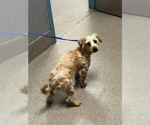 Maltese-Unknown Mix Dogs for adoption in Las Vegas, NV, USA