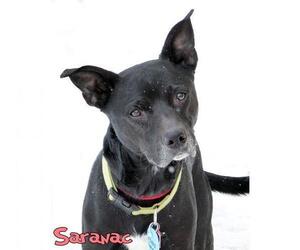Borador Dogs for adoption in Mason, MI, USA