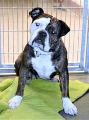 Bulloxer Dogs for adoption in San Jacinto, CA, USA