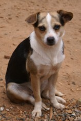 Small Beagle-Chihuahua Mix