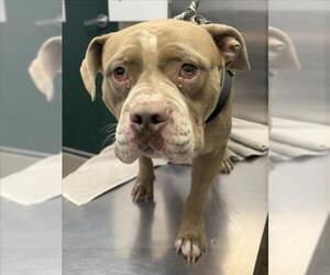 American Pit Bull Terrier Dogs for adoption in Woodland, CA, USA