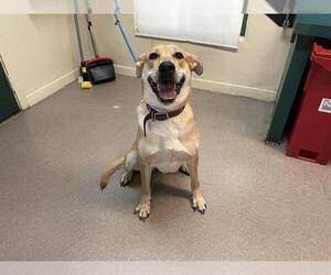 Shepradors Dogs for adoption in Pasadena, CA, USA