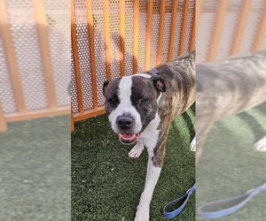 Bullypit Dogs for adoption in Las Vegas, NV, USA