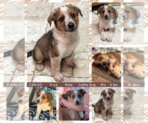 Mutt Dogs for adoption in Mesa, AZ, USA