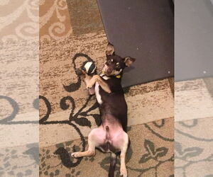 Dachshund Dogs for adoption in New Orleans, LA, USA