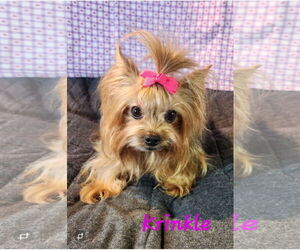 Mutt Dogs for adoption in Bon Carbo, CO, USA