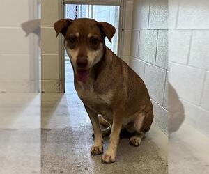 Mutt Dogs for adoption in Rosenberg, TX, USA