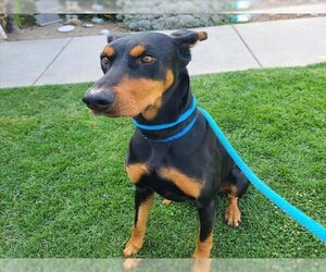 Doberman Pinscher Dogs for adoption in Long Beach, CA, USA