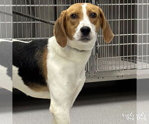 English Foxhound-Unknown Mix Dogs for adoption in Washington, DC, USA
