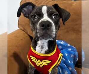 Border Terrier-Unknown Mix Dogs for adoption in Fort Pierce, FL, USA