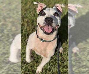 American Staffordshire Terrier Dogs for adoption in Fort Lauderdale, FL, USA