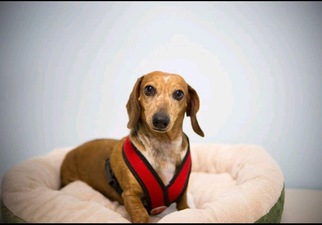 Medium Photo #1 Dachshund Puppy For Sale in Los Angeles, CA, USA