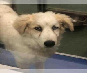 Pyrenees Husky Dogs for adoption in Plano, TX, USA