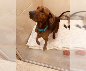 Redbone Coonhound Dogs for adoption in Center Township, PA, USA