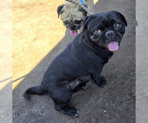 Pug Dogs for adoption in Long Beach, CA, USA