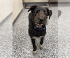 Australian Shepherd-Irish Wolfhound Mix Dogs for adoption in Bemidji, MN, USA