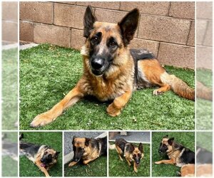 German Shepherd Dog Dogs for adoption in Moreno Valley, CA, USA