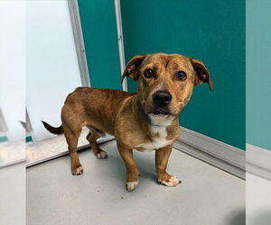 Basset Hound-Black Mouth Cur Mix Dogs for adoption in Oklahoma City, OK, USA