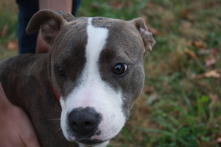 American Pit Bull Terrier Dogs for adoption in Huntsville, AL, USA