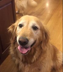 Golden Retriever Dogs for adoption in Littleton, CO, USA