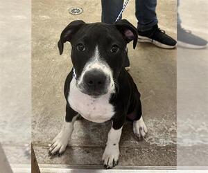 Labrador Retriever-Unknown Mix Dogs for adoption in San Andreas, CA, USA