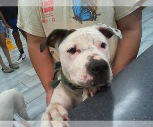 American Pit Bull Terrier Dogs for adoption in Charlotte, NC, USA