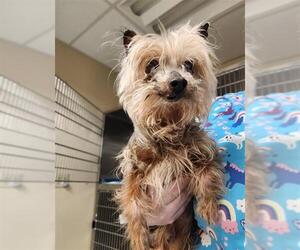 Mutt Dogs for adoption in Center Township, PA, USA