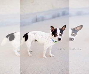 Rat-Cha Dogs for adoption in Sandy, UT, USA