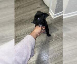 American Staffordshire Terrier-Unknown Mix Dogs for adoption in San Antonio, TX, USA